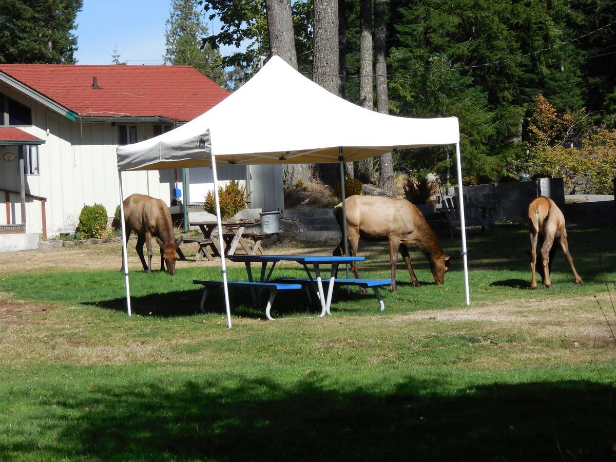 Mountain View Lodge - No Pets Allowed Packwood Exterior foto